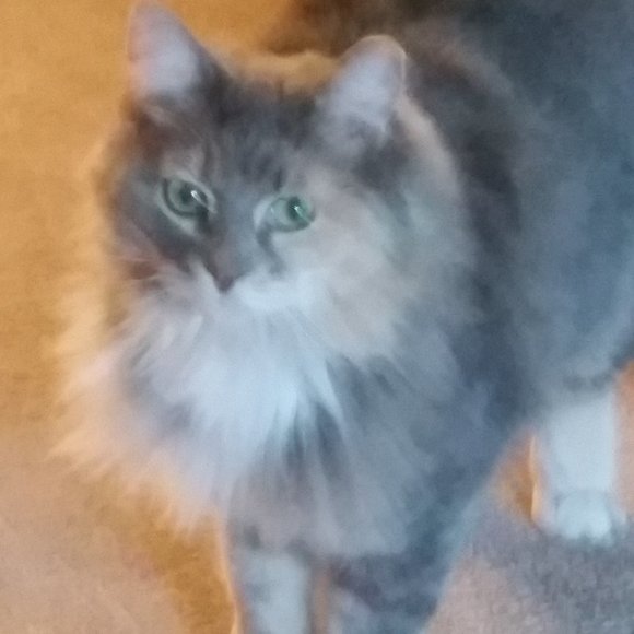 Meet your Posher, Angela - Picture 1 of 1